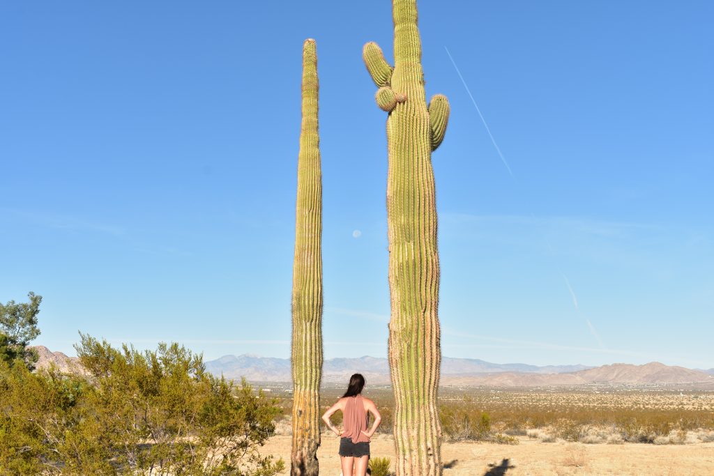 Two Cacti-Joshua Tree