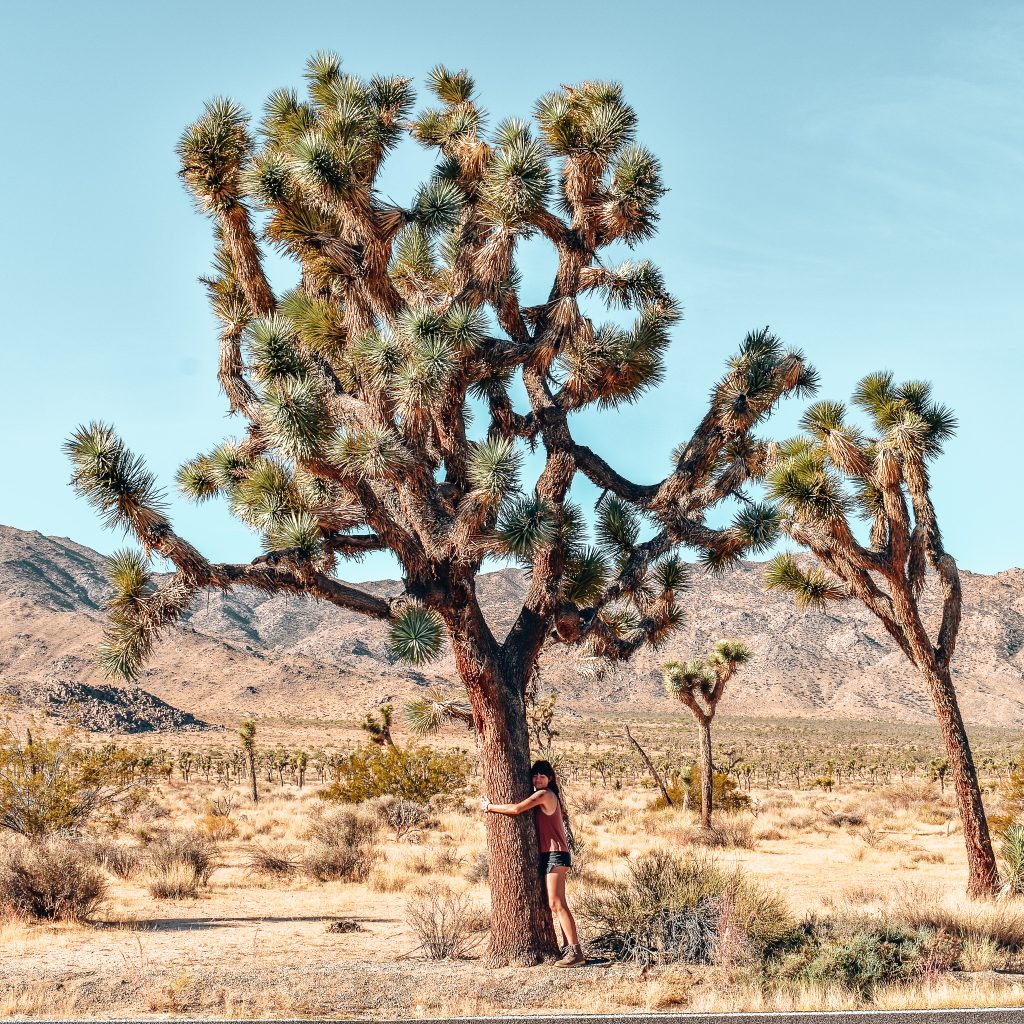 Joshua Tree