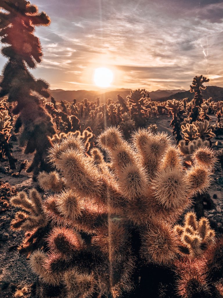 Cactus Sunset-Joshua Tree