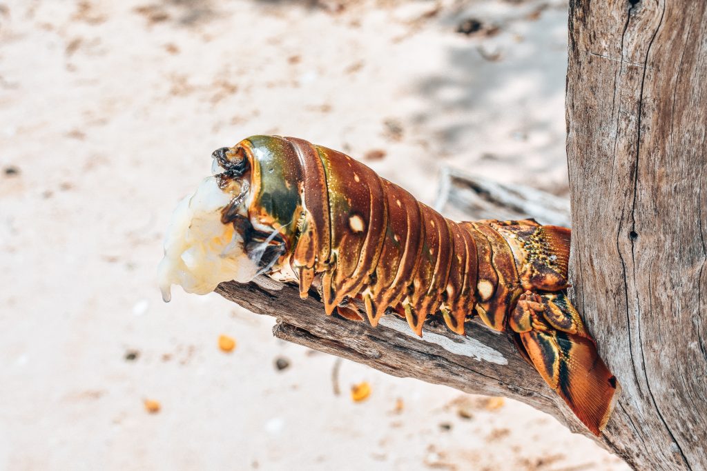 Lobster Tail-Cuba Food