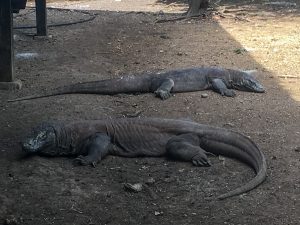 Komodo National Park