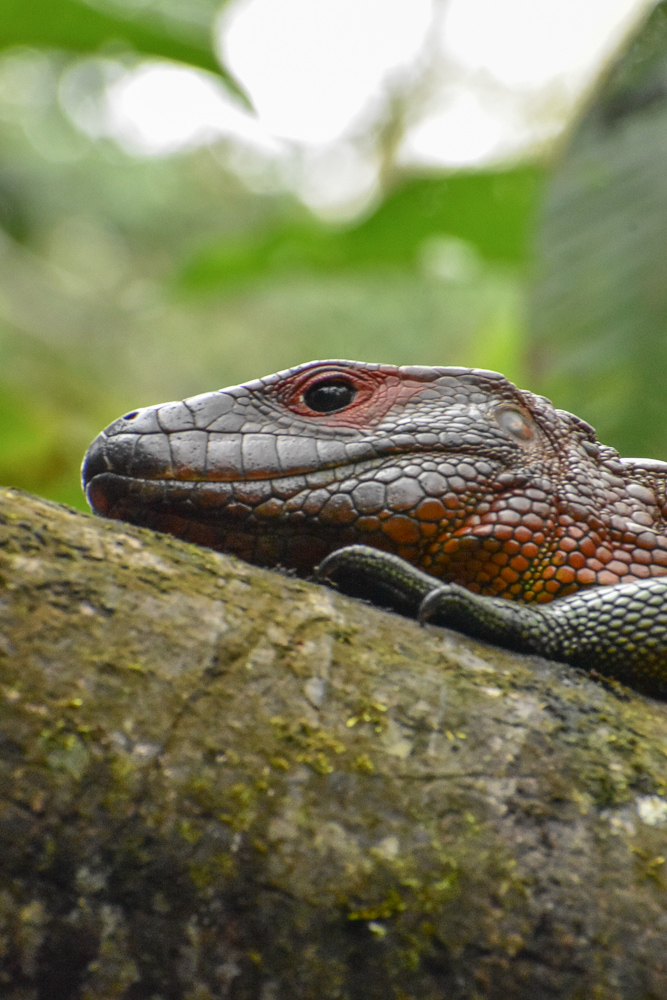 Colombian Amazon