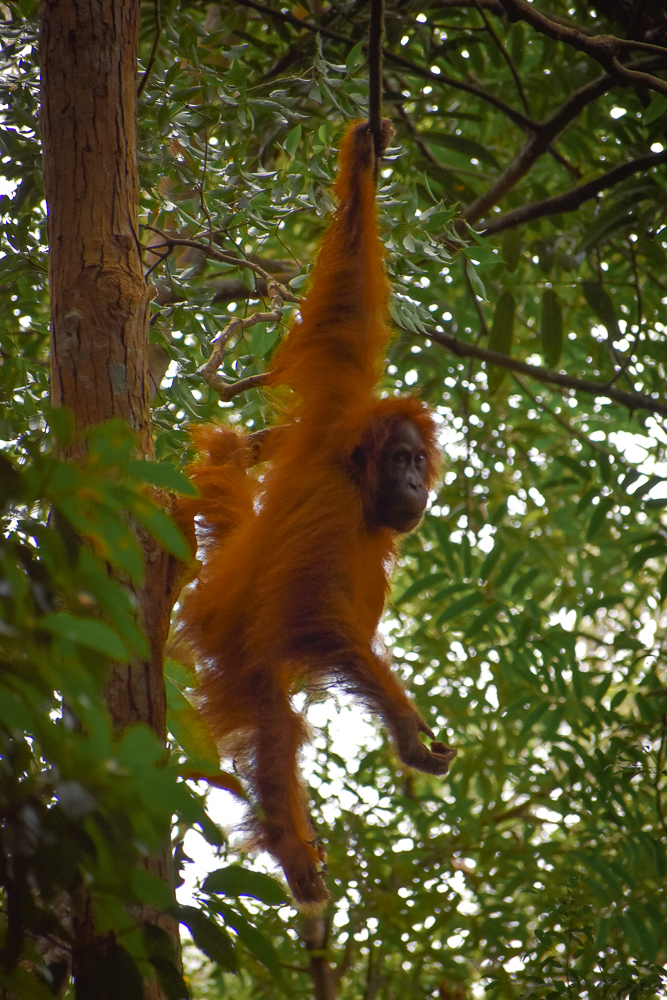 Sumatra Orangutan Trek 