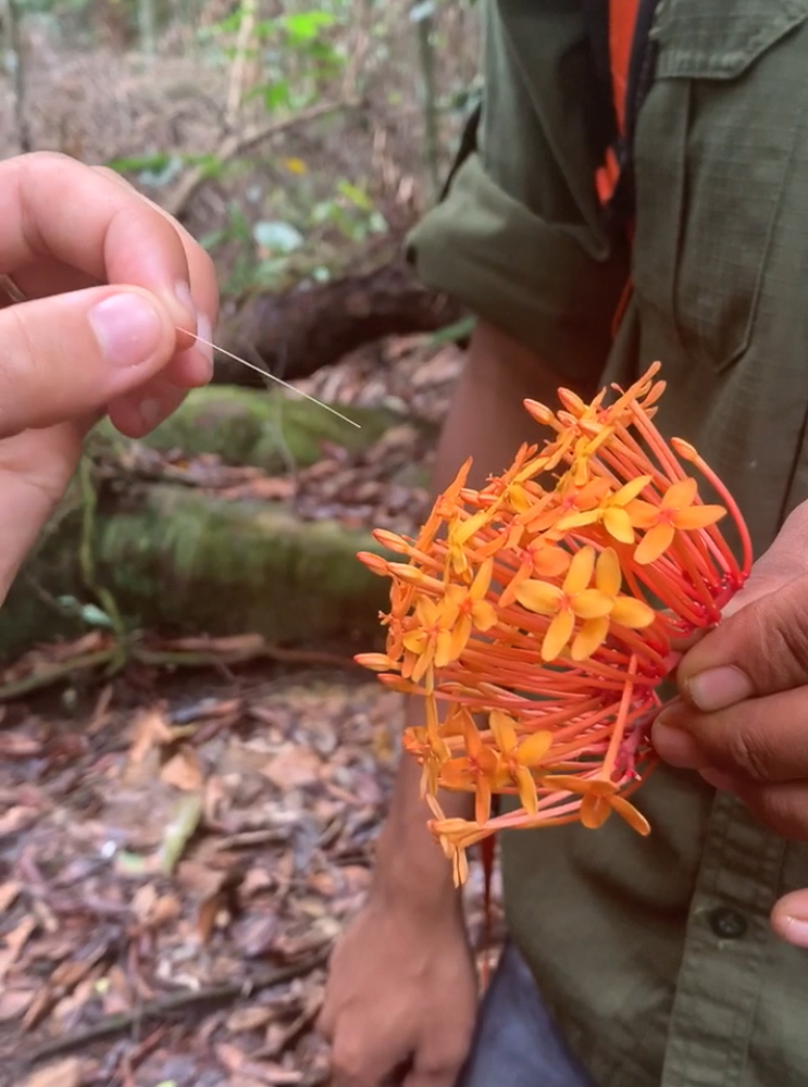 Sumatra Orangutan Trek 