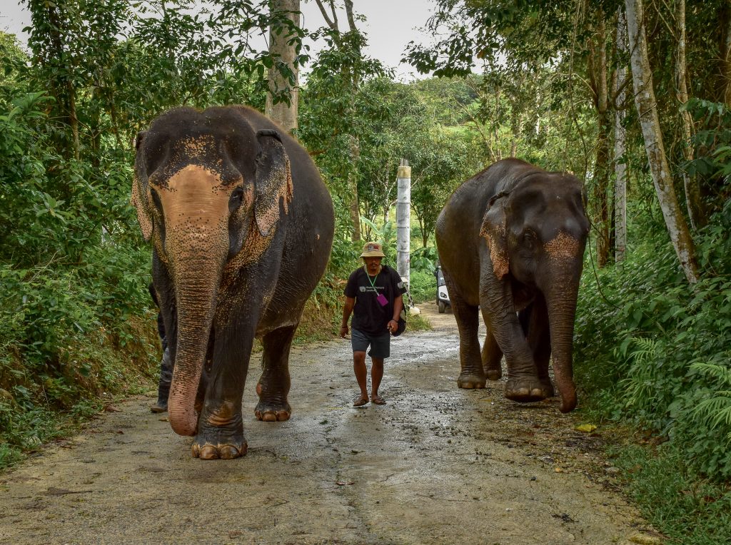 ethical elephant sanctuaries 