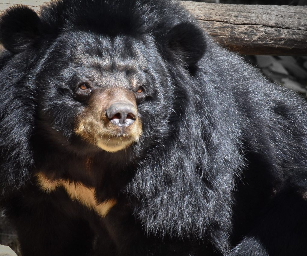 Big black close up of a sun bear is a laos sanctuary 