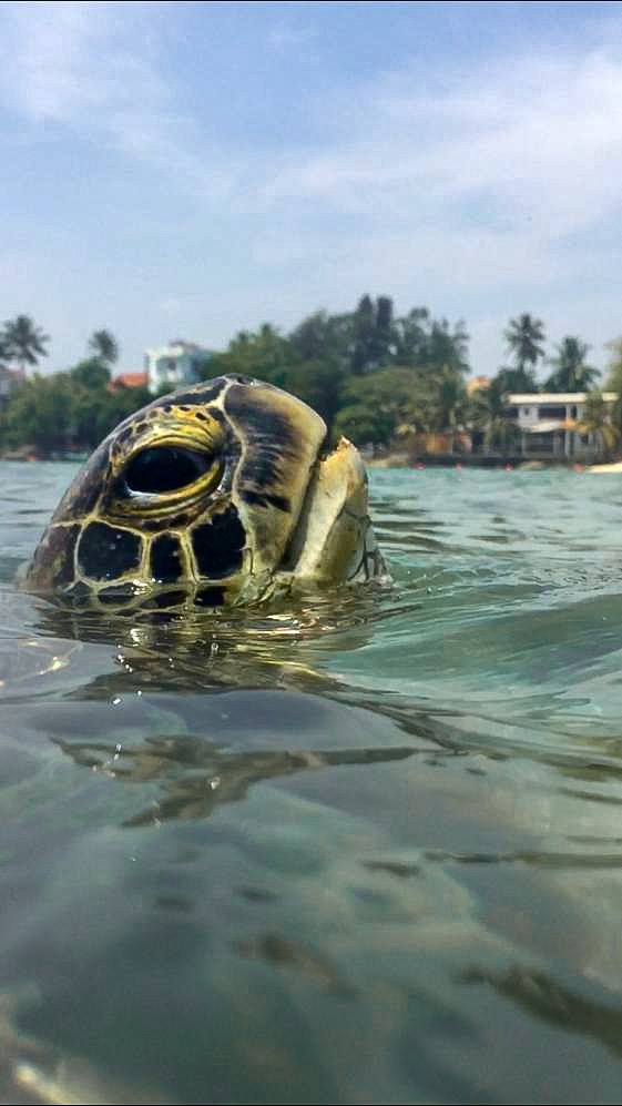 Sri Lanka's best beaches turtle budget travel 