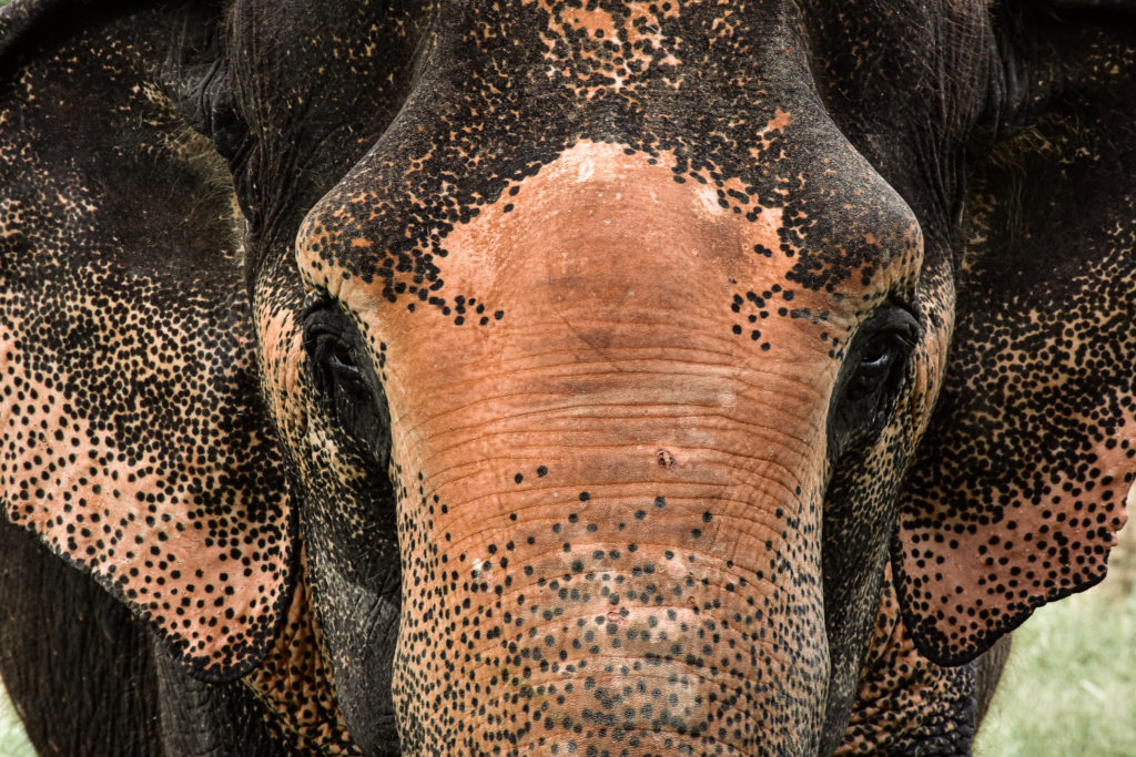 Close-up on Thai elephant face. 