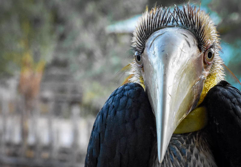 Hornbill on the Thakhek loop