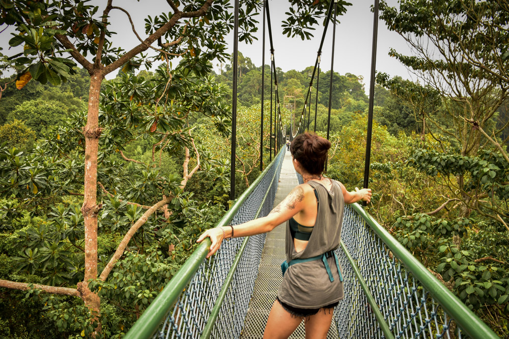 Macritchie tree top walkway 