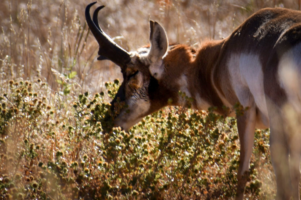 pronghorn antelope south dakota road trip 