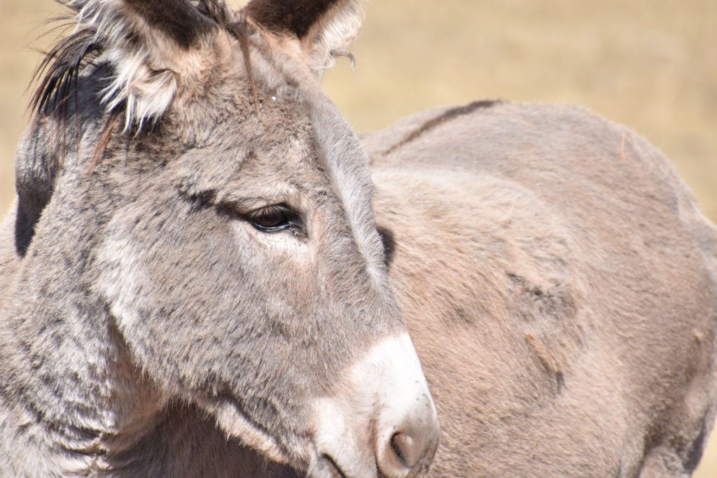 grey donkey up close south dakota road trip