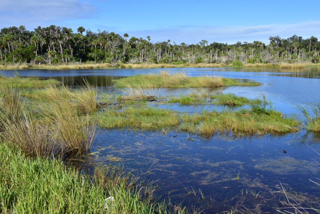 Florida road trip marshes 