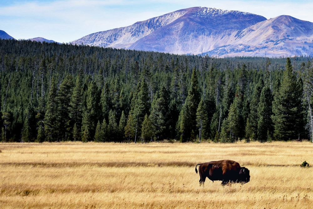 Bison standing in a yellow field with green trees and purple mountains in the background. Van life with your partner