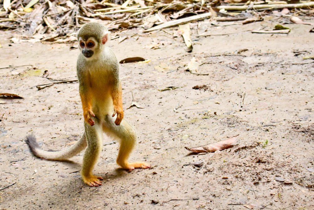 small monkey standing on his hind feet. cheap vaccines 