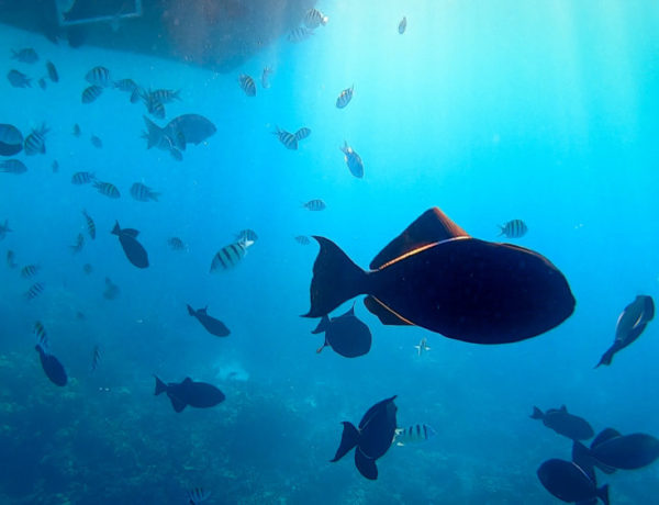 black tropical fish surrounded by deep blue water underneath a boat