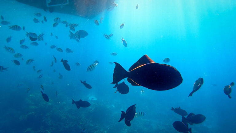 black tropical fish surrounded by deep blue water underneath a boat