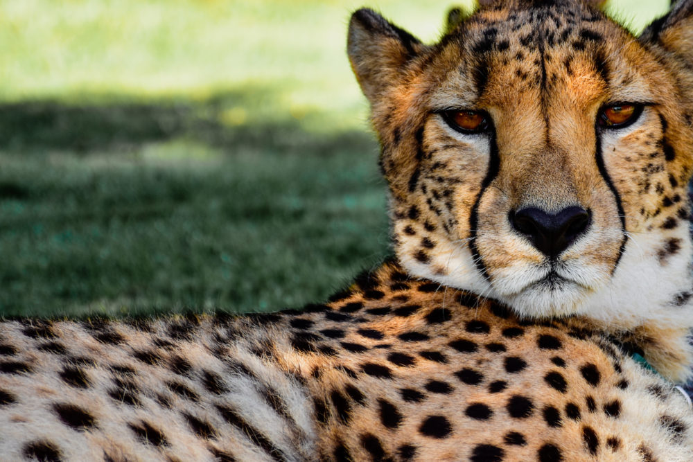 cheetah looking right at camera