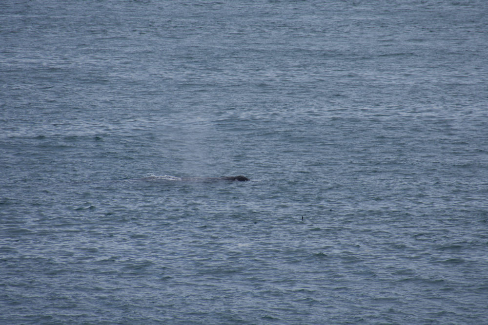 gray whale poking out of ocean