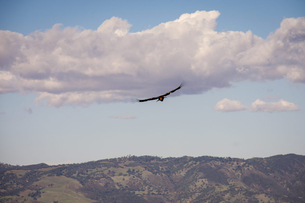 Turkey vulture flying across a blue sky with clouds and mountains below it. 