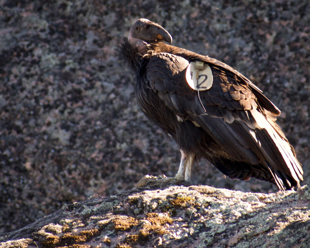 California Condor sitting on a rock with a circle badge with the number 12 pinned to it. 