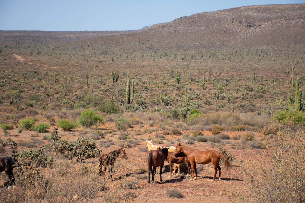 wild horses standing in the desert with plenty of tall cacti around. 