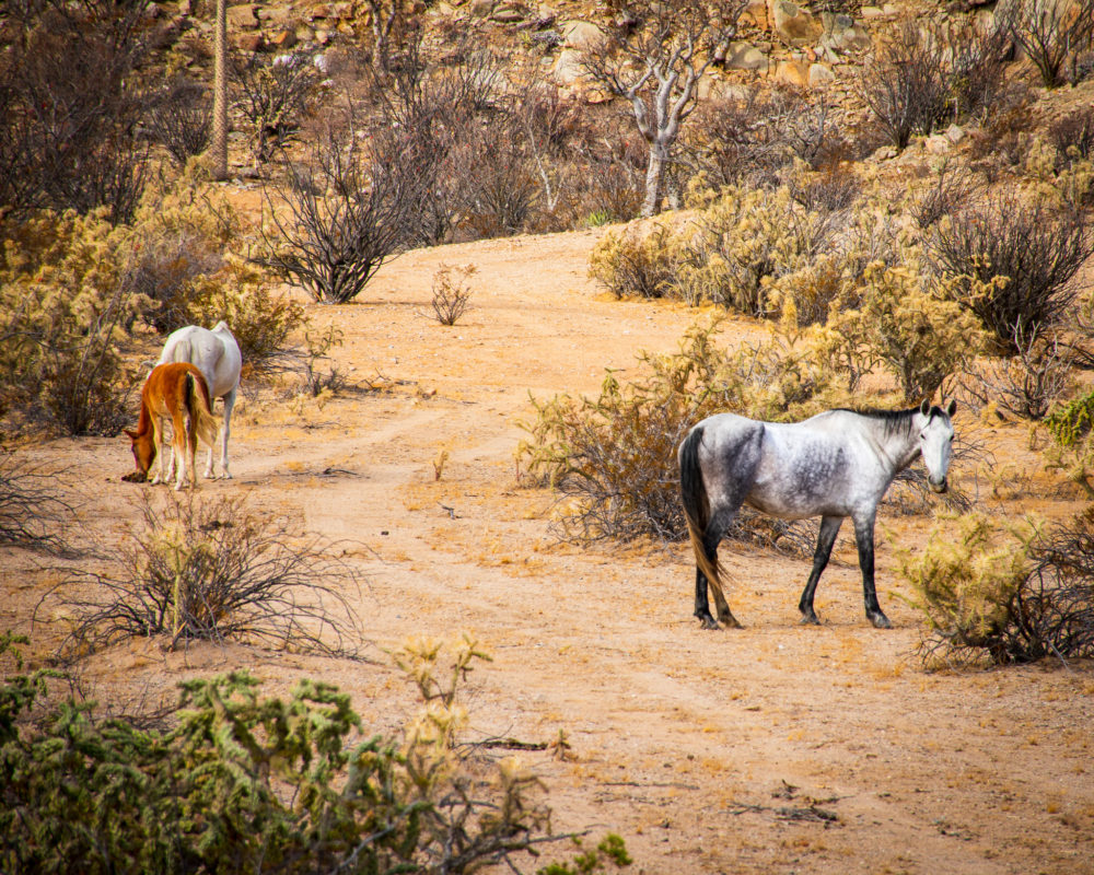 wild horses in the desert 
