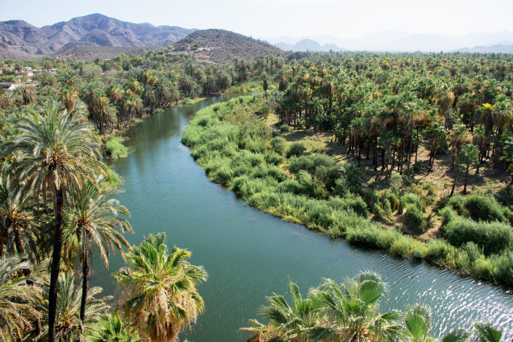 Greenish blue river surrounded on all sides by dark green palm trees. 