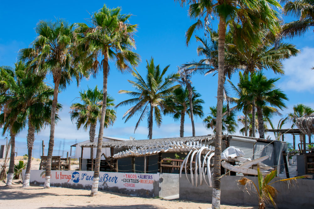 Beach bar with whale bones out front. Palm trees surrounding it. 