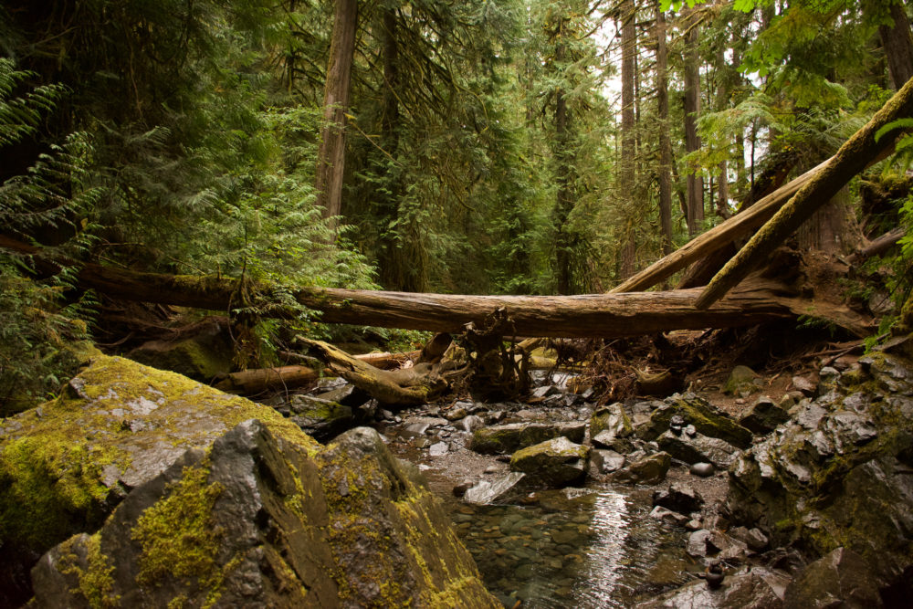 Heavily wooded area in the forest, Water with wood overhanging it. Tips for Olympic National Park