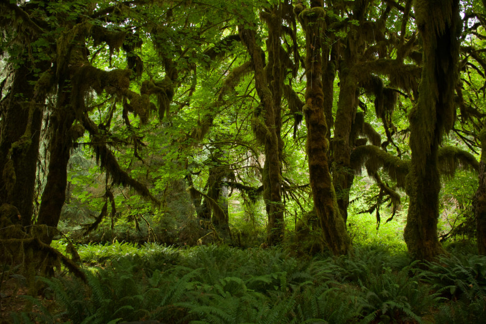 Green mossy thicket of woods in the Hoh river Rainforest. 