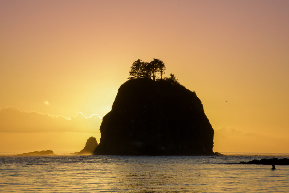 Large rock in the ocean at sunset. Trees are growing on the top. this is the views from Olympic National Park second beach. 