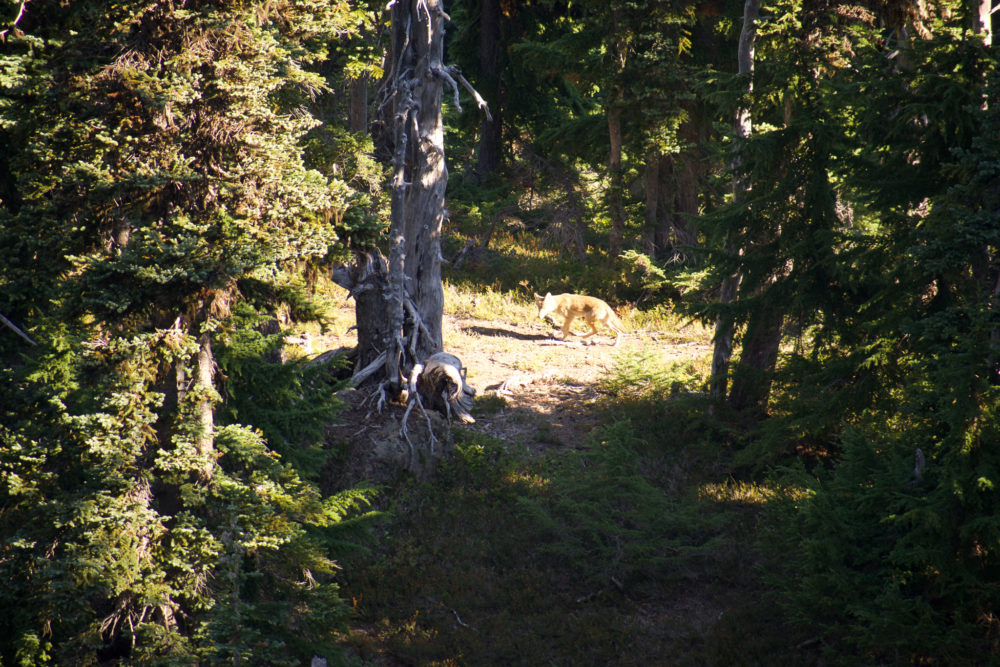 Coyote stalking deer in the woods. Tips for Olympic National Park