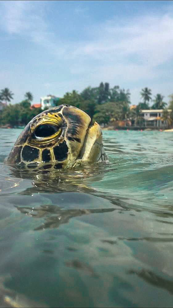 Green Sea Turtle poking his head out of the water in Sri Lanka 