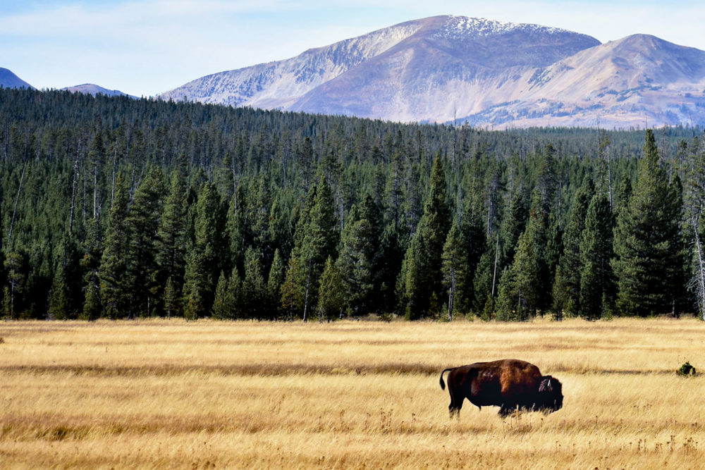 bison in yellowstone national park in the bright yellow field with trees behind it 