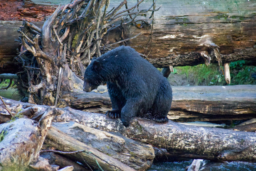 Black bear sitting on a log dripping wet on vancouver island 