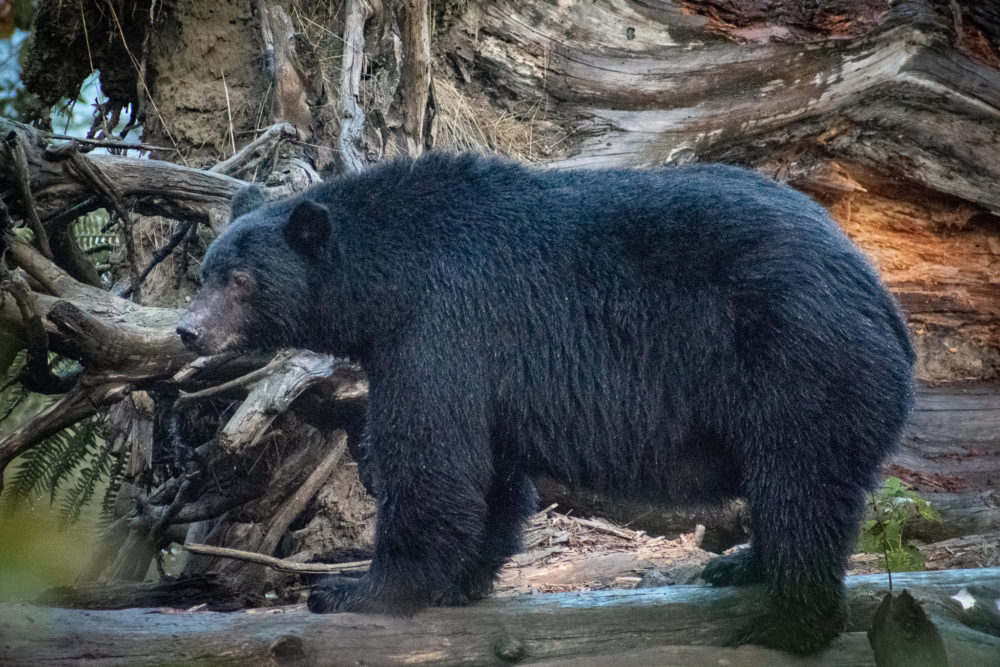 large black bear for free in Vancouver island 