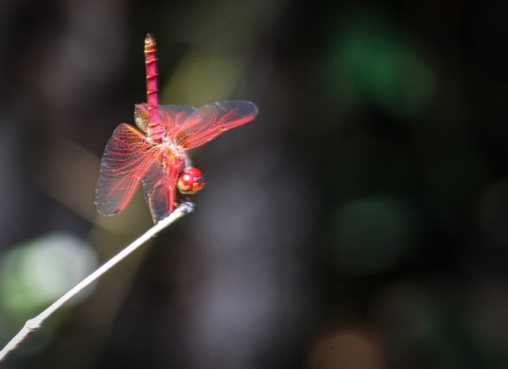 Bright red dragonfly sitting on a stick in Sri Lanka national parks 