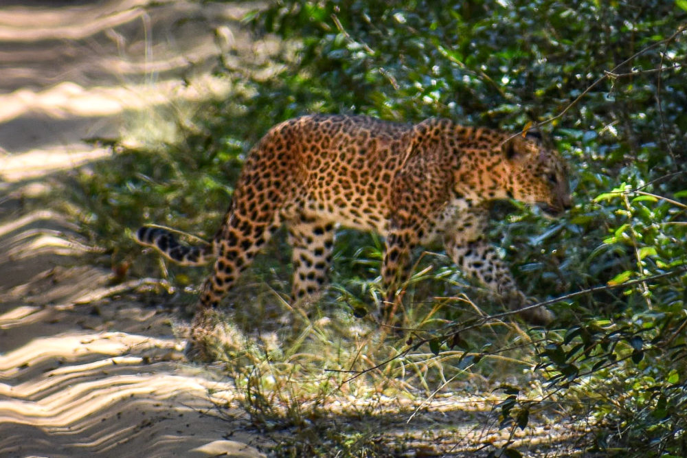 Wild leopard crawling into a green forest in Sri Lanka 