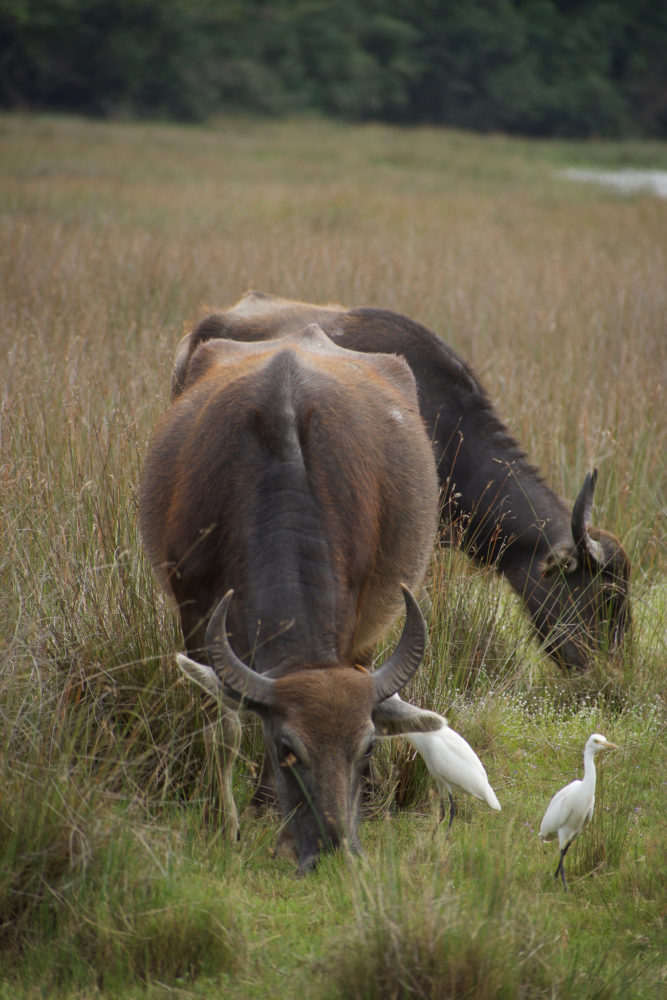Wildebeast and egrets grazing in a field. 