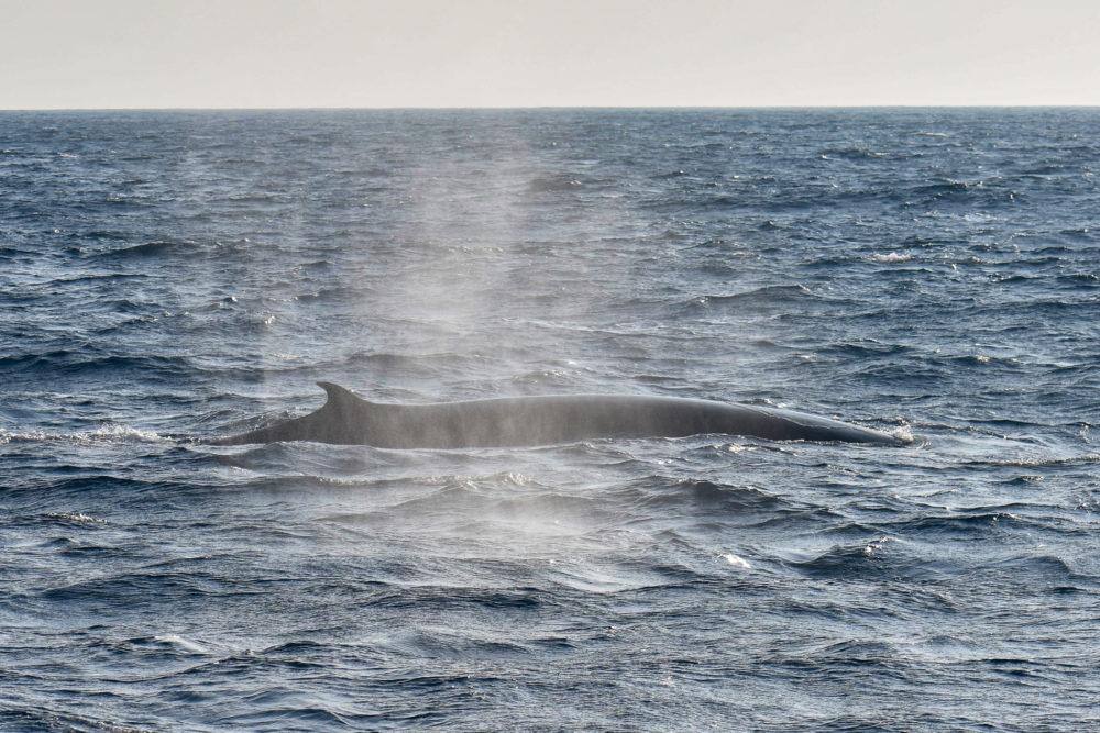 Whale breeching in Sri Lanka. One of the many wildlife experiences. 