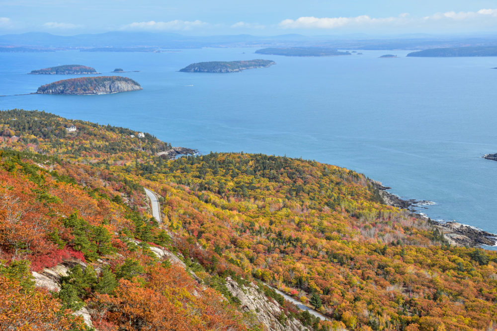 view of fall foliage in maine near the bright blue ocean. 