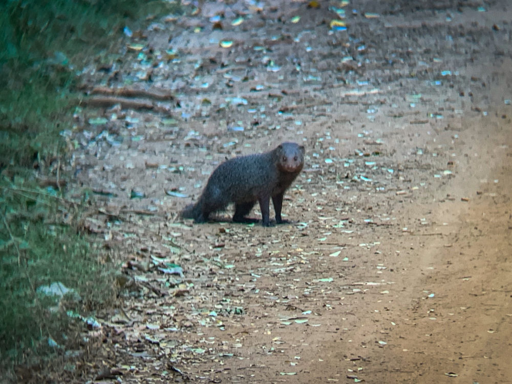 Small brown mongoose in a dirt path 