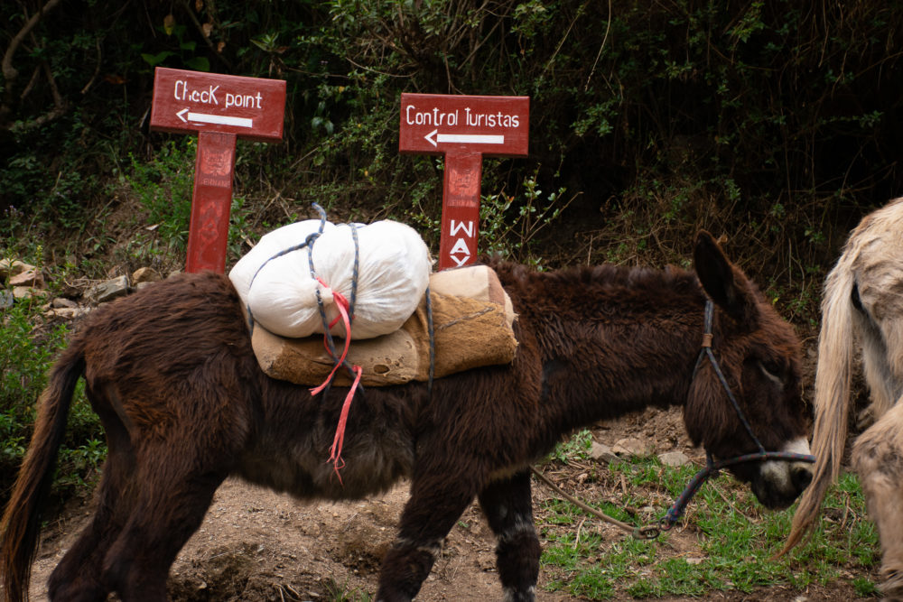 Donkey on the Traditional Inca Trail. 
