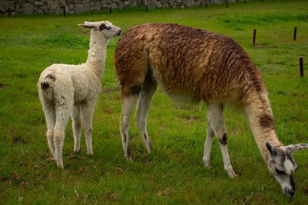 Two llamas 