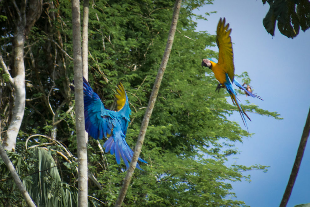 Two blue macaw in the Tambopata National Reserve 