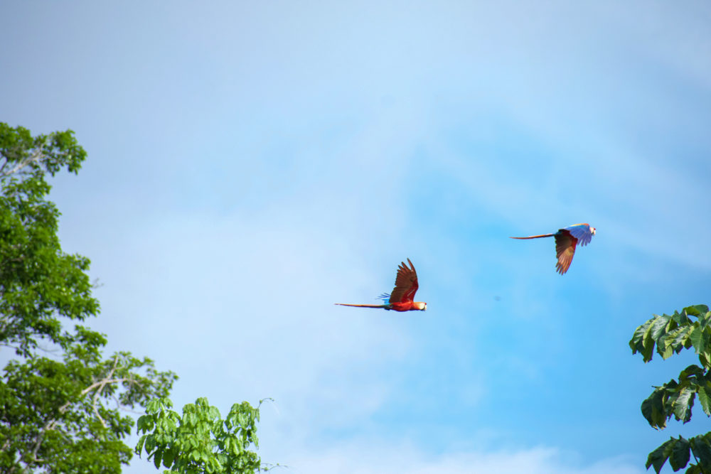 Two macaw flying in the blue sky of Tambopata National Reserve 