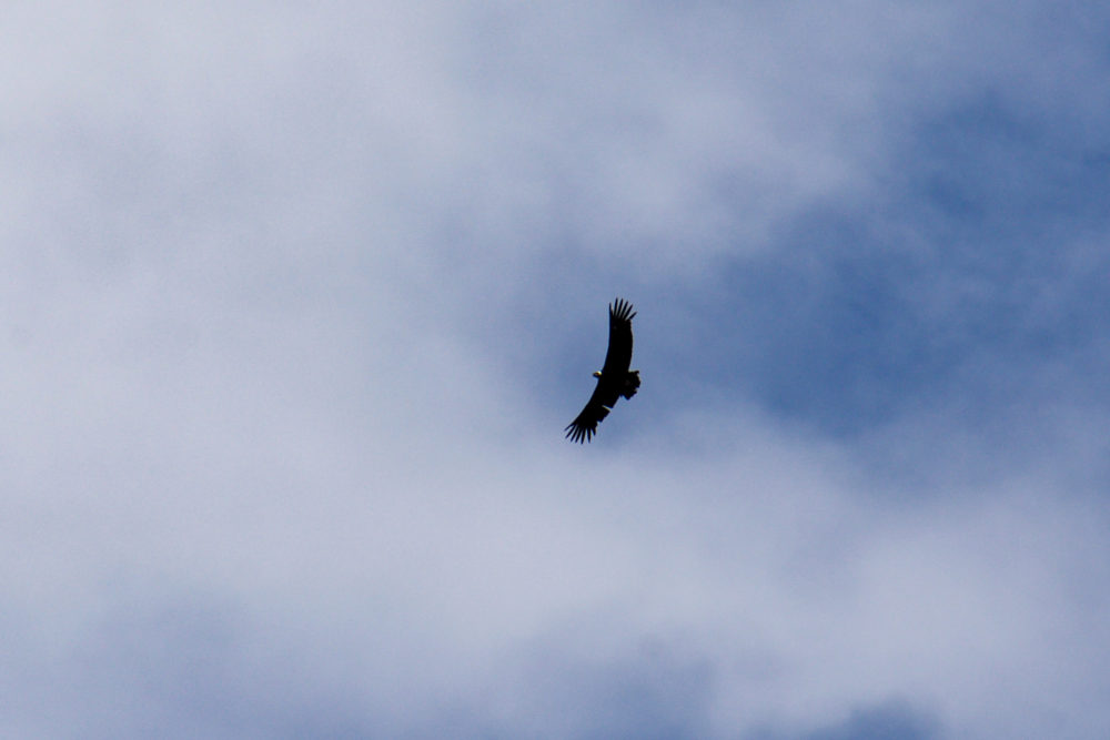 A condor flying over the Colca Canyon