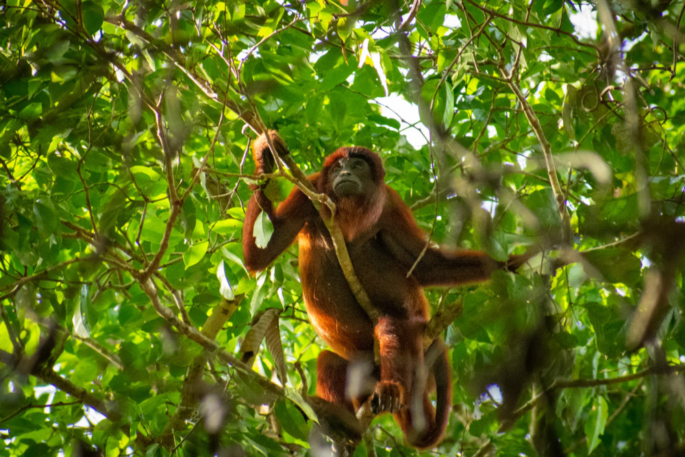 Howler monkey in the tree in Tambopata National Reserve 