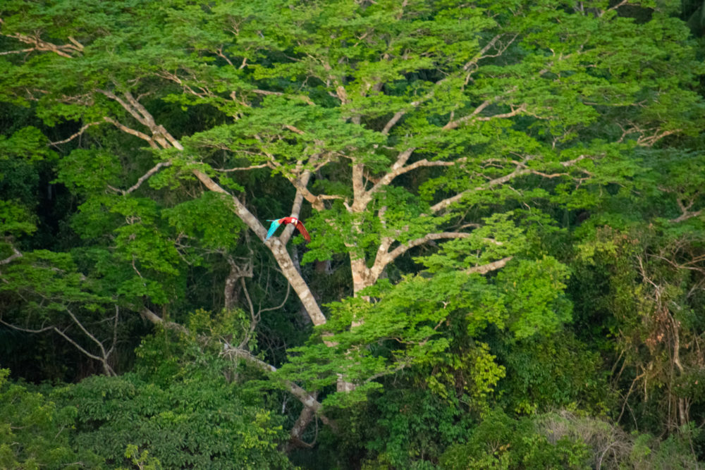 Macaw flying through the green jungle in Tambopata National Reserve 
